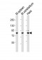 (Mouse) Suz12 Antibody (Center)