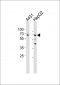 LMNA(Lamin-A/C) Antibody (Center)