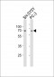 LMNA(Lamin-A/C) Antibody (Center)