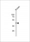 EED Antibody (N-term)