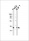 DBP Antibody (C-term)