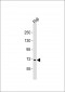 FBXW7 Antibody (N-term)