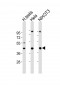 GNA11 Antibody (Center)