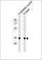 CLEC11A Antibody