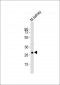 Eras Antibody (C-term)