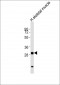 MLF1 Antibody (C-term)