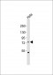 FBXW7 Antibody (N-term)