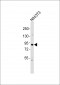 RPS6KA4 Antibody (C-term)