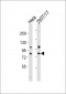 RPS6KA4 Antibody (C-term)
