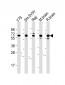 DPYSL5 Antibody (C-term)