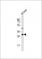 (Mouse) Utf1 Antibody (C-term)
