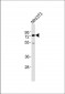 ASH2L Antibody (Center)