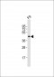 (Mouse) Pou5f1 Antibody (N-term)