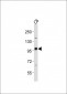 EZH2 Antibody (Center)