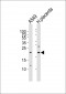 EREG Antibody (C-term)