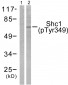 Shc (Phospho-Tyr349) Antibody