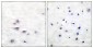 Shc (Phospho-Tyr427) Antibody