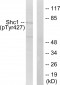 Shc (Phospho-Tyr427) Antibody