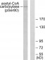 Acetyl-CoA Carboxylase (Phospho-Ser80) Antibody