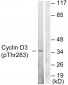 Cyclin D3 (Phospho-Thr283) Antibody