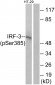 IRF-3 (Phospho-Ser385) Antibody