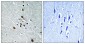 SF1 (Phospho-Ser82) Antibody