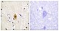 Mst1/2 (Phospho-Thr183) Antibody