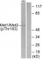 Mst1/2 (Phospho-Thr183) Antibody
