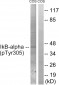 IκB-α (Phospho-Tyr305) Antibody