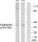 p38 MAPK (Phospho-Thr180) Antibody