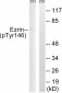 Ezrin (Phospho-Tyr146) Antibody