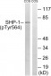 SHP-1 (Phospho-Tyr564) Antibody