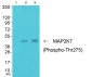 MAP2K7 (Phospho-Thr275) Antibody