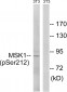 MSK1 (Phospho-Ser212) Antibody