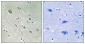 PAK1 (Phospho-Ser204) Antibody