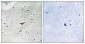 VE-Cadherin (Phospho-Tyr731) Antibody