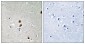 CtBP1 (Phospho-Ser422) Antibody