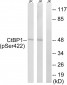 CtBP1 (Phospho-Ser422) Antibody