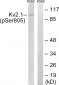 Kv2.1 (Phospho-Ser805) Antibody