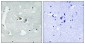 p47 phox (Phospho-Ser345) Antibody