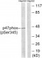 p47 phox (Phospho-Ser345) Antibody