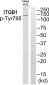 ITGB1 (Phospho-Tyr795) Antibody