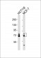 ESRP1 Antibody (N-term)