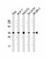 ANXA2 Antibody (N-term)