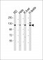 VINC Antibody (N-term)