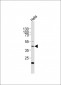 E2F1 Antibody (H357)