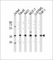 MICA Antibody (Center)