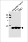 HIST1H2BM Antibody (N-term)