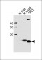 ATP5I Antibody (C-term)