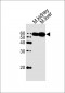 Mouse Csnk1g3 Antibody (C-term)